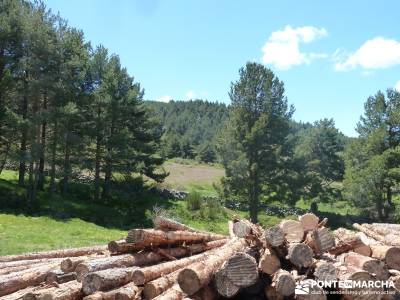 El pinar del Puerto de Navafría;las caras de buendia;la pedriza rutas;rutas madrid